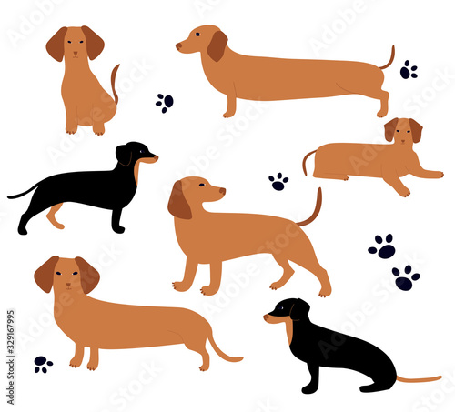 Vector set with German badger-dog. Cute cartoon character. Different dachshund poses.