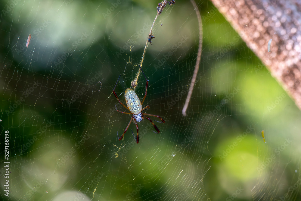 Fototapeta A Large Golden Silk Spider (Trichonephila clavipes) Waits in Its Web for Prey in Jalisco, Mexico