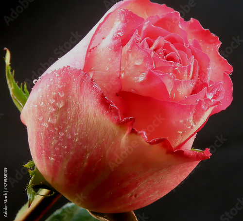 Pink rose with water drops on a dark background