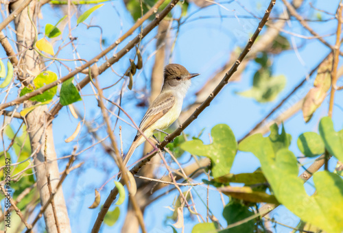 Dusky-capped Flycatcher (Myiarchus tuberculifer) Perched on a Branch in Jalisco, Mexico photo