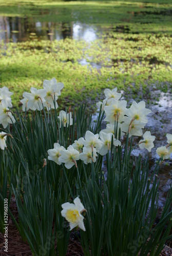 Daffodils