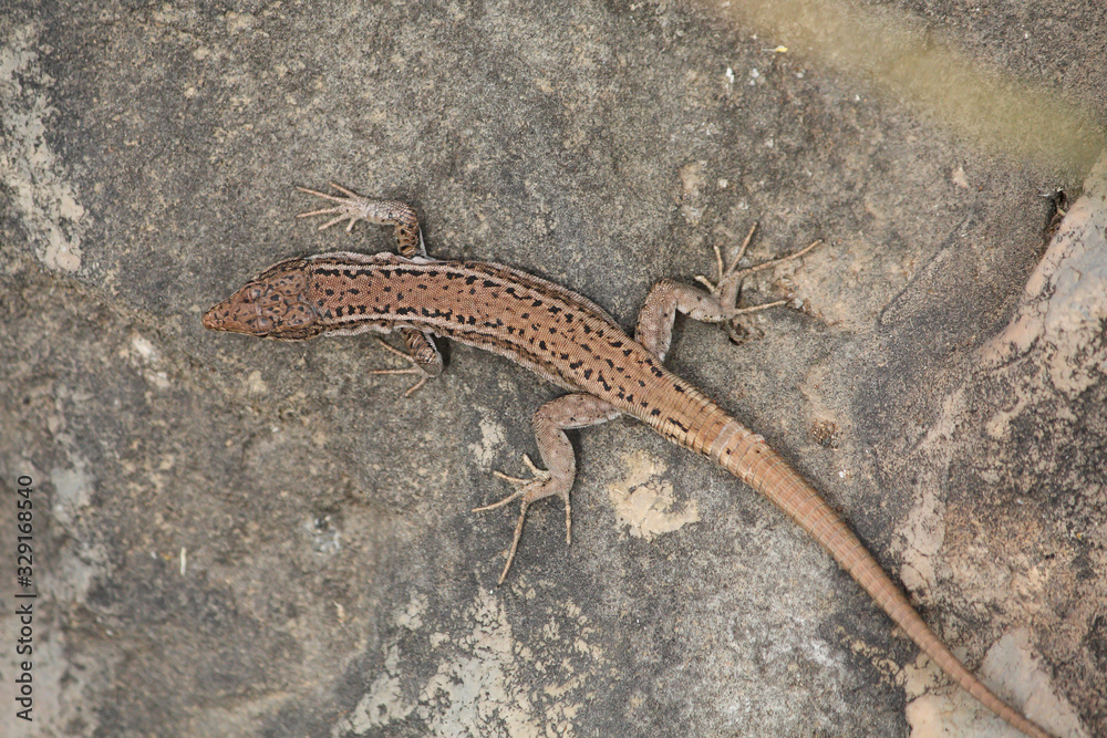 little lizard sunning himself little lizard sunning himself