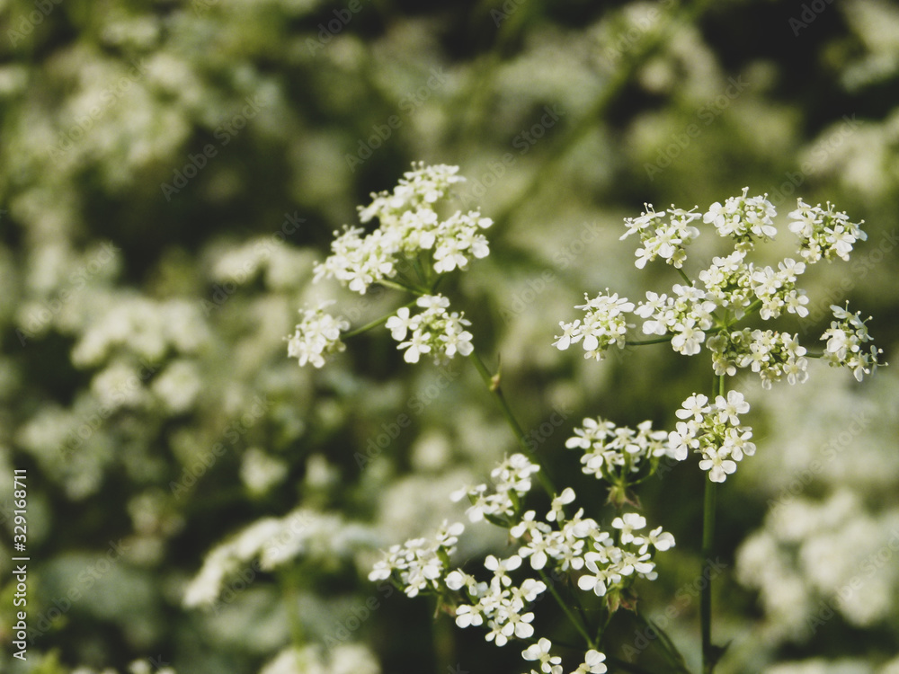 Obraz premium little white flowers