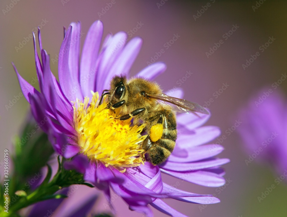 bee or honeybee sitting on flower, Apis Mellifera