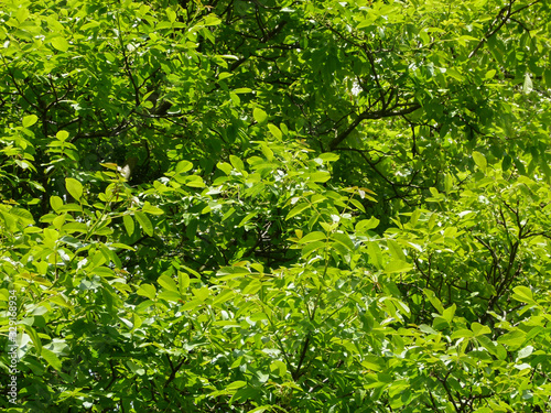 bright green leaves