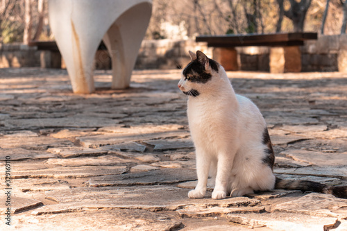 Old black white cat looking into the distance © Antonio