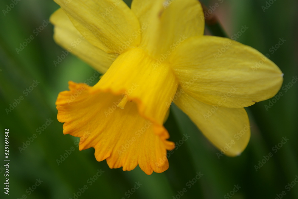 Daffodils Daffodils