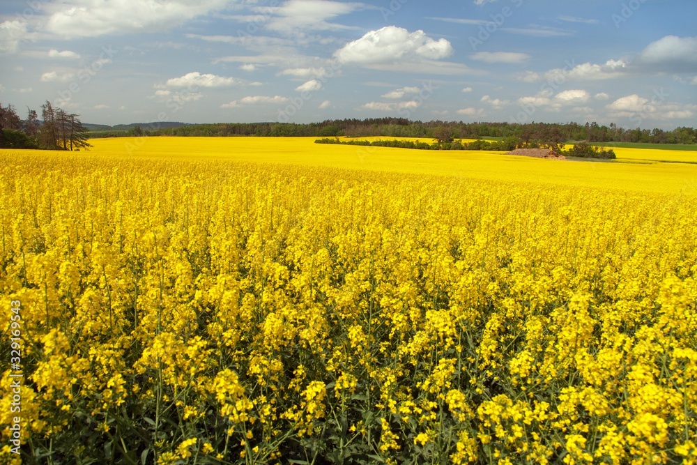 Rapeseed, canola or colza field in Latin Brassica Napus