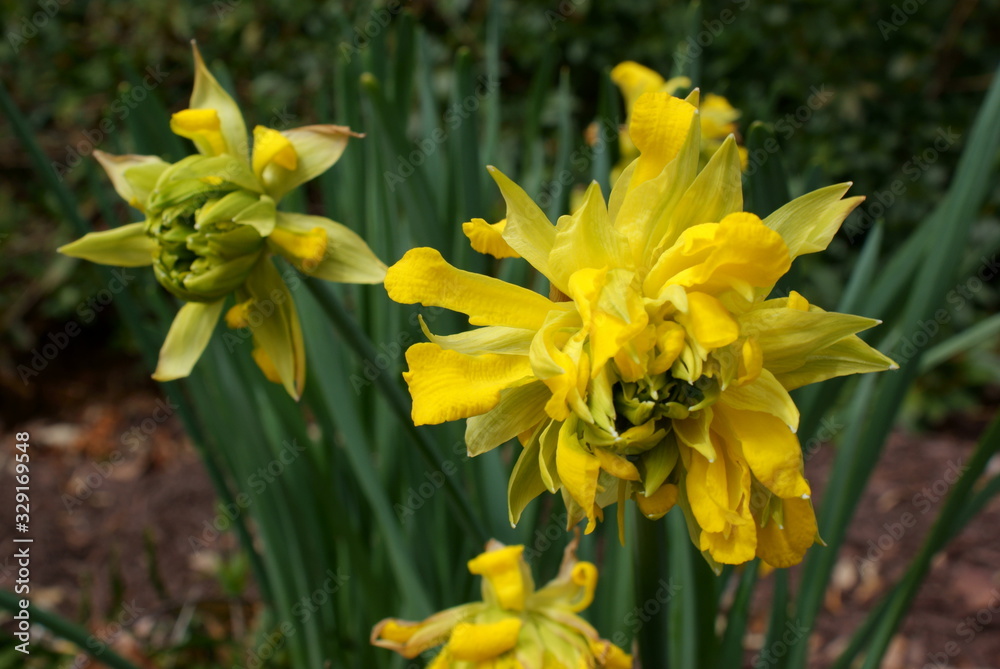Daffodils Daffodils