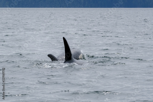 Three killer whales in Tofino with the fin above water, view from boat on two killer whale © Dasya - Dasya