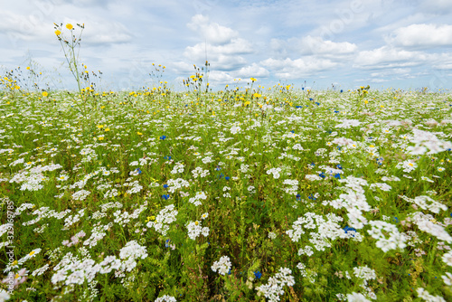 Wildflowers close-up. Panoramic view of the blooming chamomile field. Cloudy blue sky. Setomaa, Estonia photo