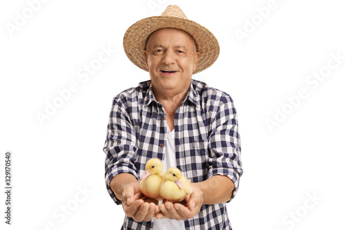 Mature farmer holding two little ducklings