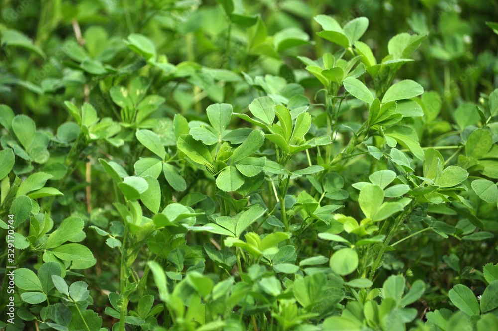 In the spring field young alfalfa grows In the spring field young alfalfa grows