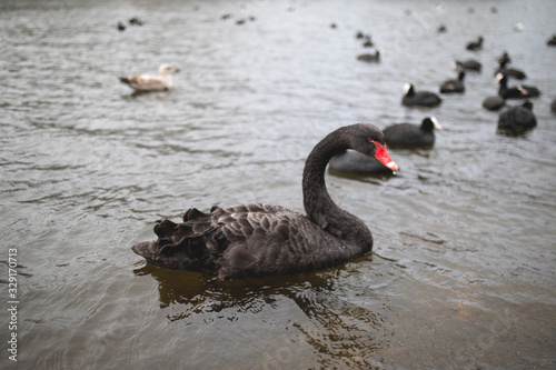 A black swan with a red beak floats on the lake, many ducks swim around it.