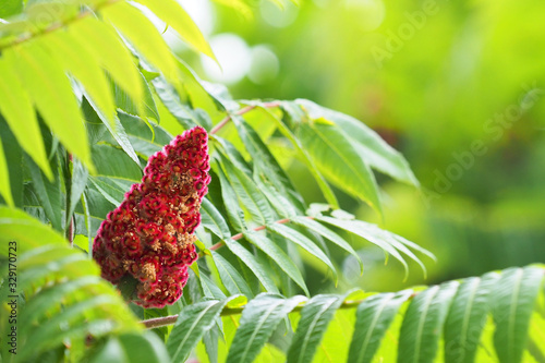 Red candle made of seeds on branch of tree Rhus typhina or Staghorn sumac, Anacardiaceae photo