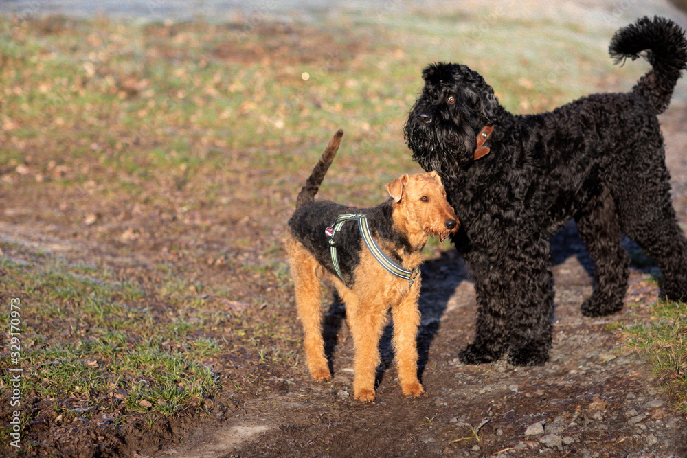 Russian Black Terrier and Airedale met for a walk. Russian Black Terrier and Airedale met for a walk.