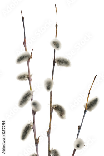 Spring branchs of pussy willow  Salix acutifolia  with silvery catkins