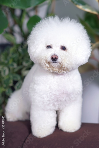 Adorable Bichon Frise dog with a stylish haircut (show cut) posing indoors sitting on a brown couch