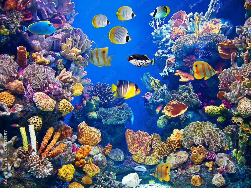 Fotografie, Obraz Colorful and vibrant aquarium life