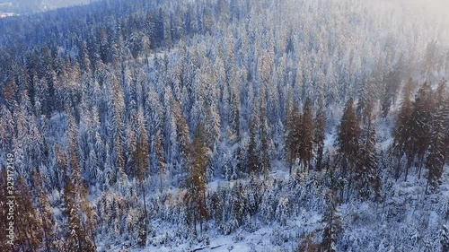 Wallpaper Mural Flying over forest. Beautiful view. Shot by drone.  Torontodigital.ca