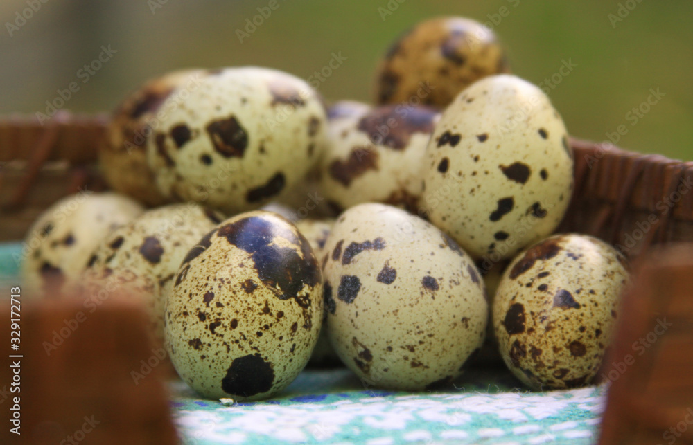 Quail eggs in basket after farming