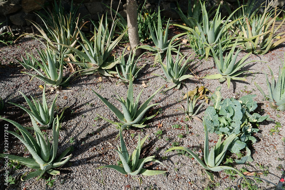 Aloe vera bushes on plantation Aloe vera bushes on plantation