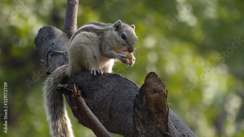 Squirrel eating nuts