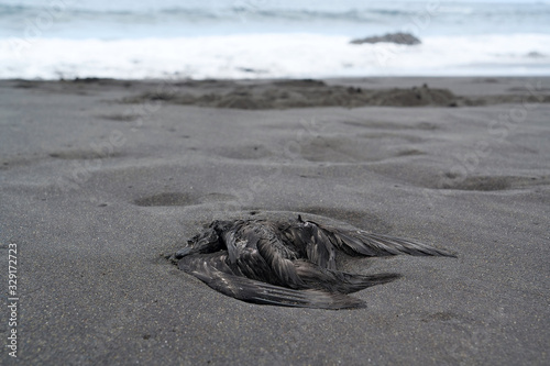 Black dead bird lies on the beach with black volcanic sand