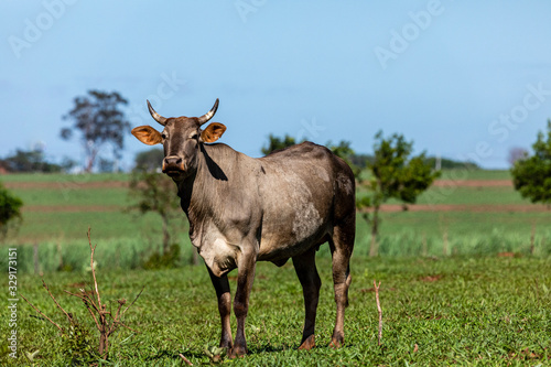 Fototapeta Naklejka Na Ścianę i Meble -  Cattle, or cows, are the most common type of large domesticated ungulates. They are a prominent modern member of the subfamily Bovinae, are the most widespread species of the genus Bos. Bos taurus