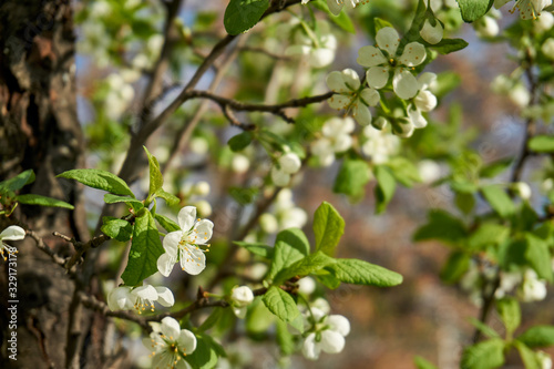 Spring blooming branches photo