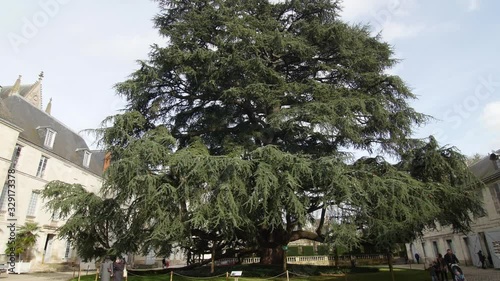 centenary libanese cypres in park Tours France 6.3.2020 Cedrus libani commonly known as the cedar of Lebanon or Lebanon cedar, is a species of cedar native to the mountains of the Eastern Mediterranea