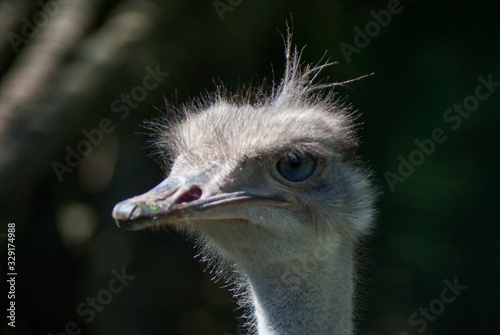 close up of head of an ostrich