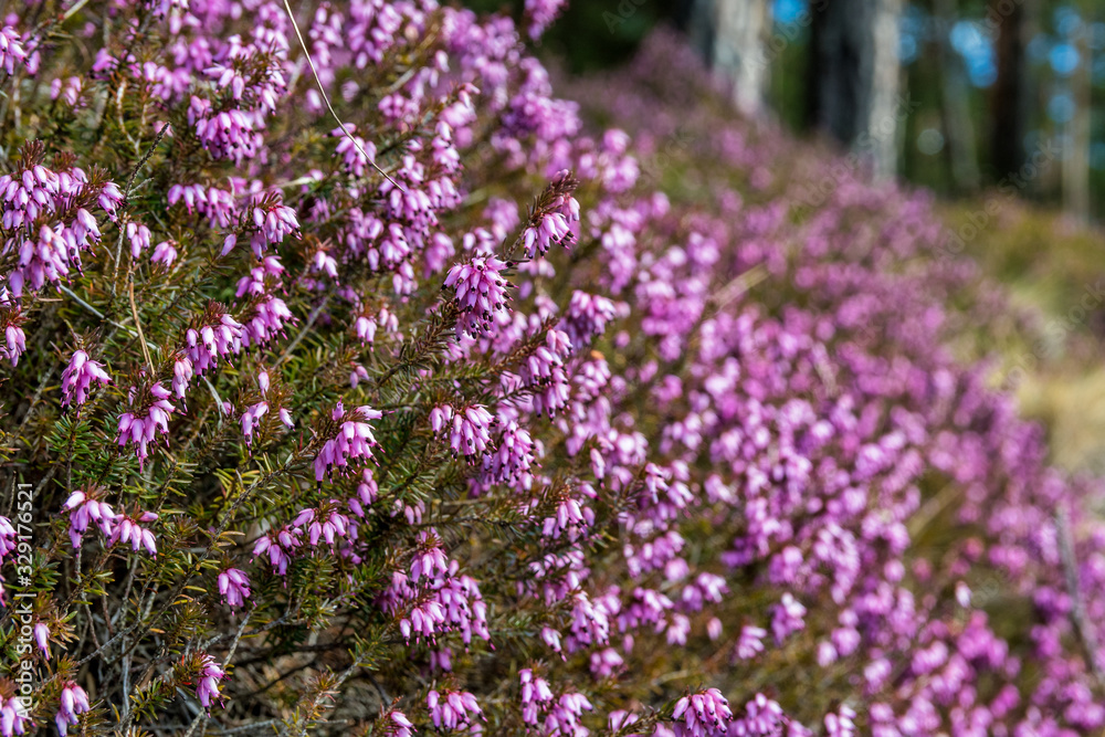 heather flowers or erica vulgaris in a forest near Leoben, Styria, Austria in spring heather flowers or erica vulgaris in a forest near Leoben, Styria, Austria in spring