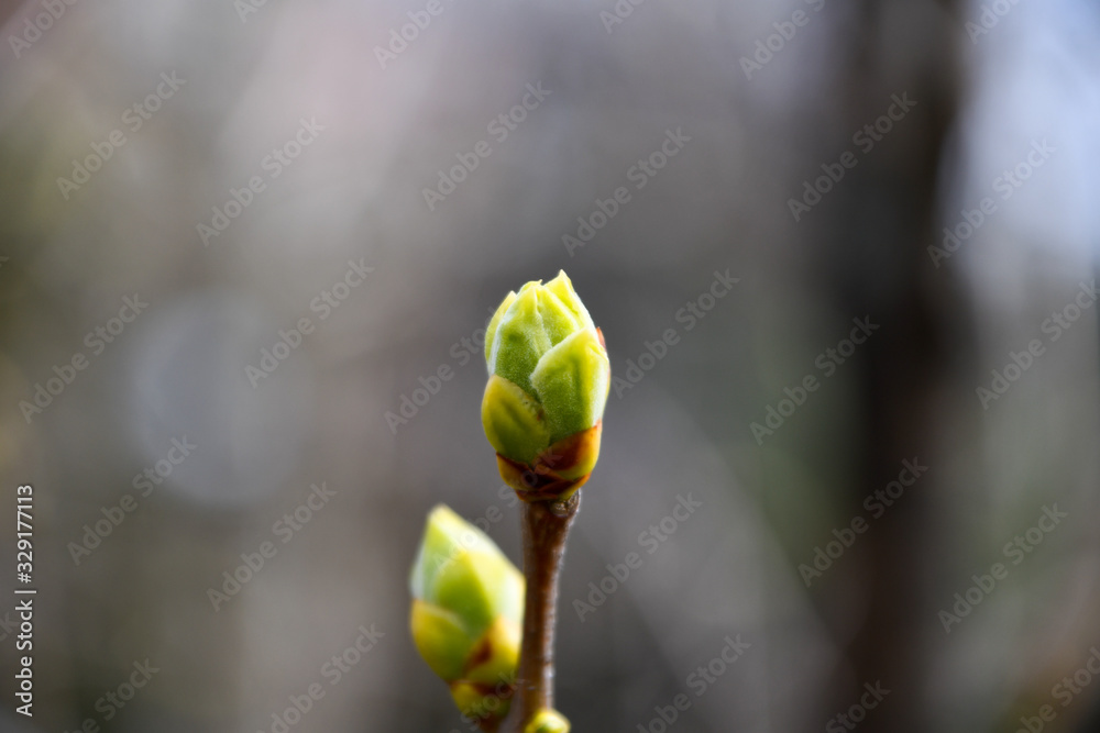Busdding green plant in early spring Busdding green plant in early spring