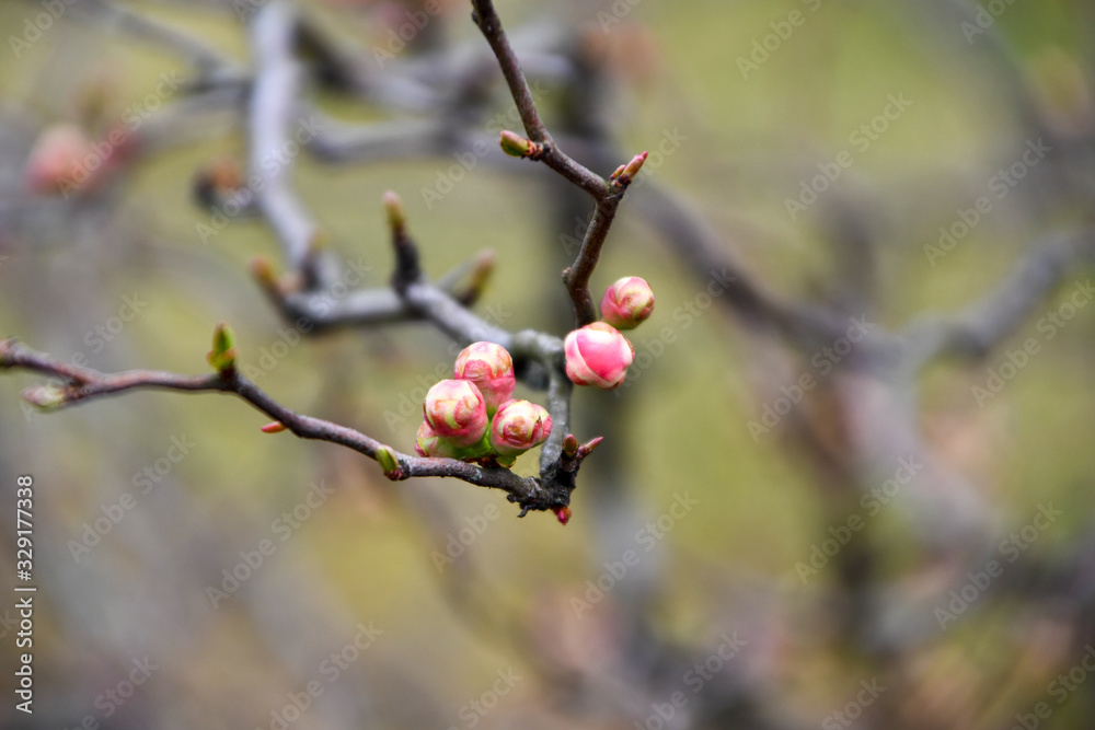 small Pink flower buds in early spring small Pink flower buds in early spring