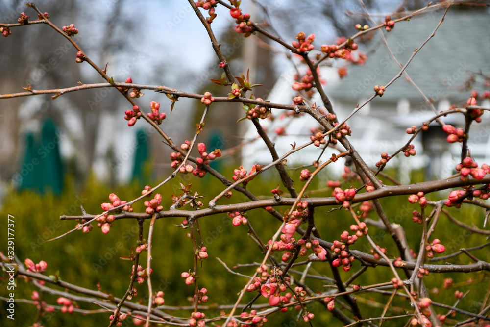 Early Spring Pink Flower blossoms and branches Early Spring Pink Flower blossoms and branches