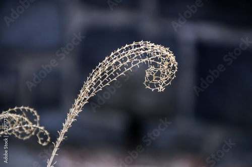 Long Delicate Dried Plant