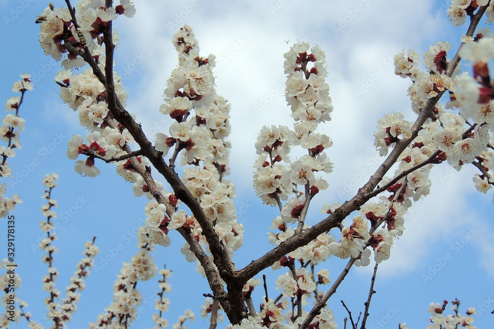 color of spring trees