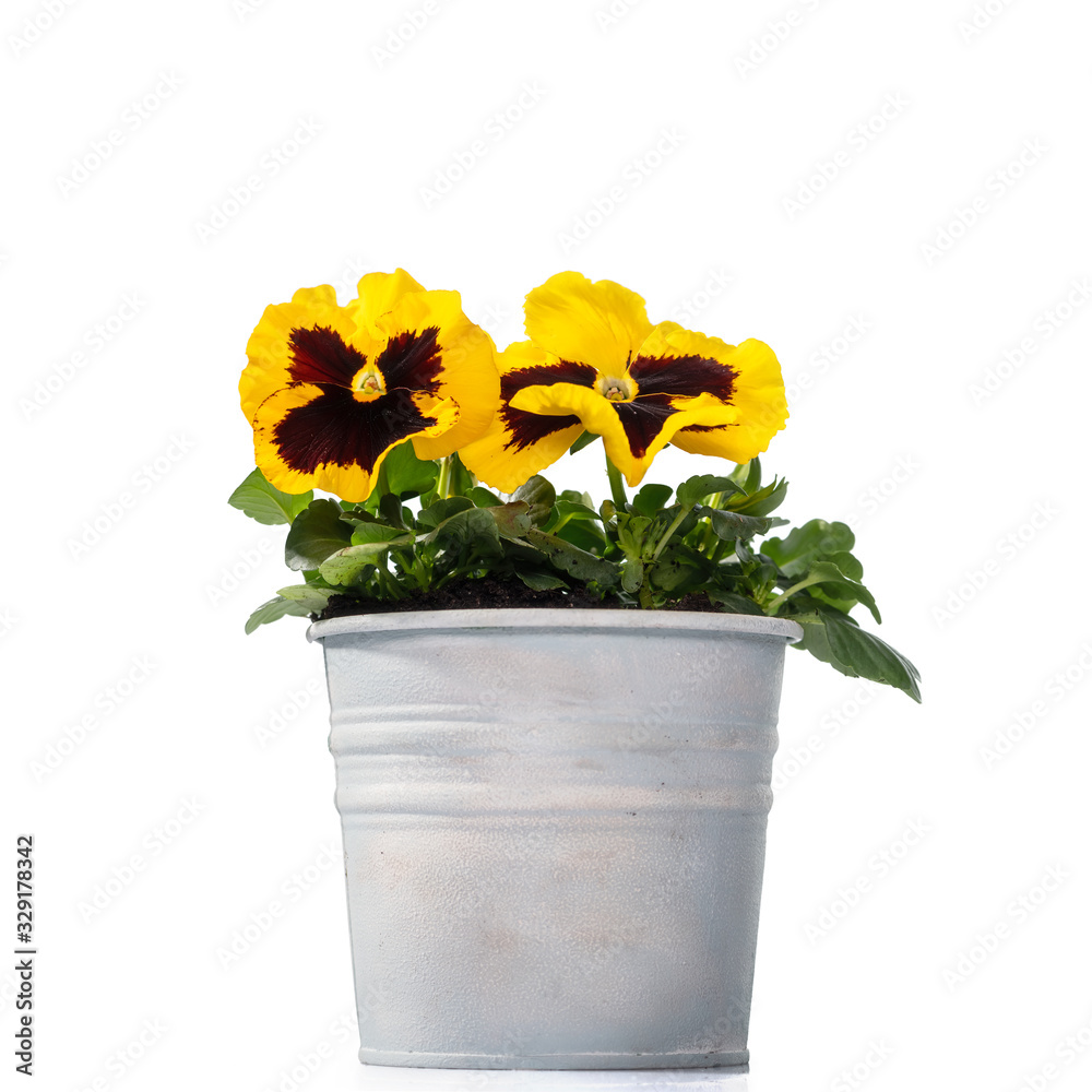 Yellow pansies in a metall bucket on white background