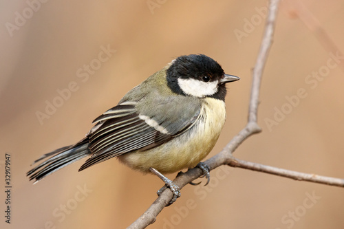 Great tit parus major sitting on branch of bush. Cute common colorful park songbird. Bird in wildlife.