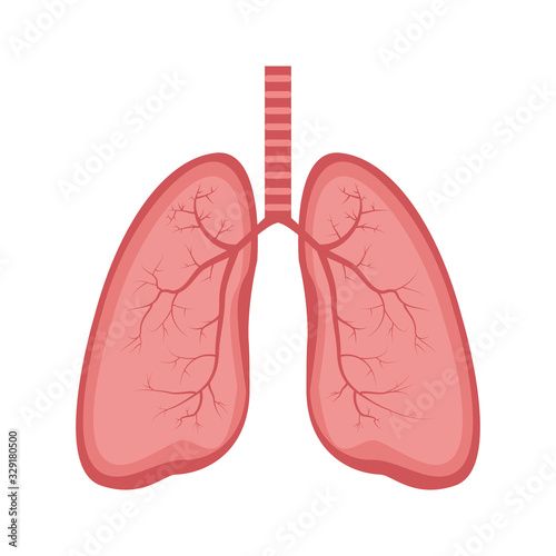 Lungs icon vector illustration, flat style. Internal organs of the human design element. Anatomy, medicine concept. Healthcare Isolated on white background.