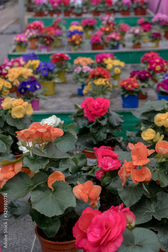 Blooming orange, yellow, red begonia bushes with fluffy flowers and bright Primula in flower pots in greenhouse are ready for sale. Wholesale and retail trade. selective focus