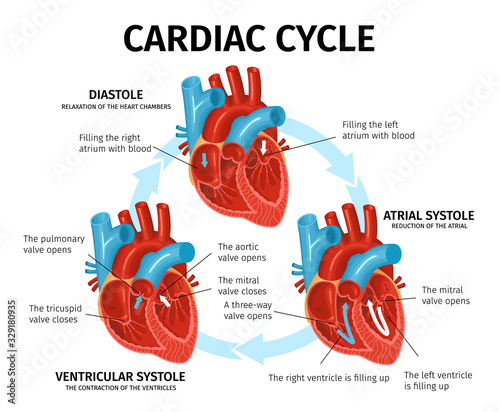 Heart Anatomy Flat Infographics