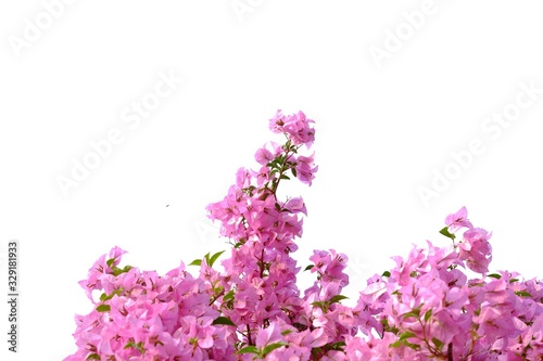 In selective focus of sweet pink bougainvillea flower blossom on white isolated background 