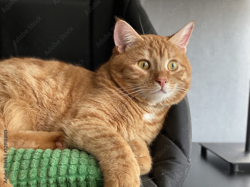 Orange Cat on the Pet Bed and Green Pilow