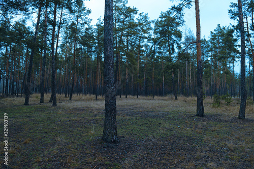 Cold landscape of a pine forest. Nature