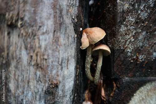 Inedible mushroom. Known as winter bonnet. Forest