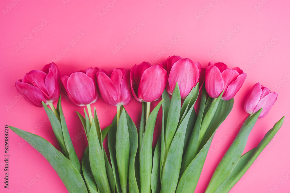 Obraz premium Beautiful fresh pink tulips on pink background. Spring blossom. Greeting card.