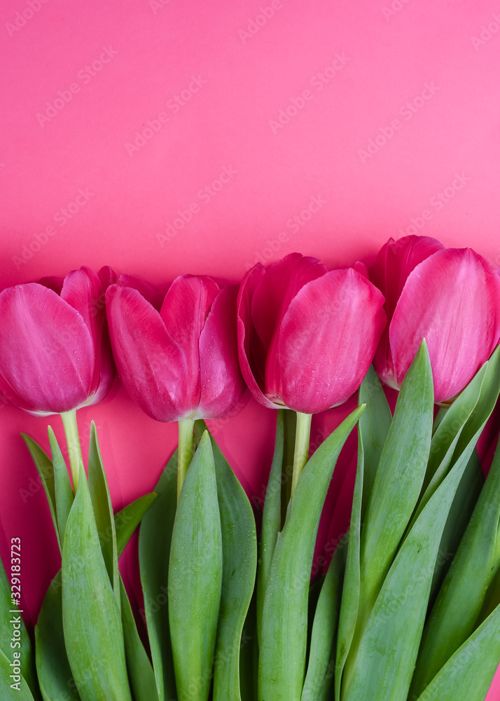 Beautiful fresh pink tulips on pink background. Spring blossom. Greeting card.