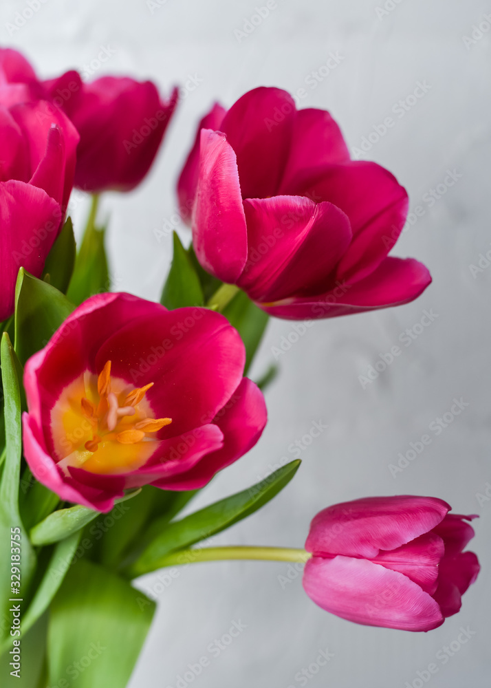 Pink tulips. Macro scale. Soft Selective focus. Close up Pink tulips. Macro scale. Soft Selective focus. Close up